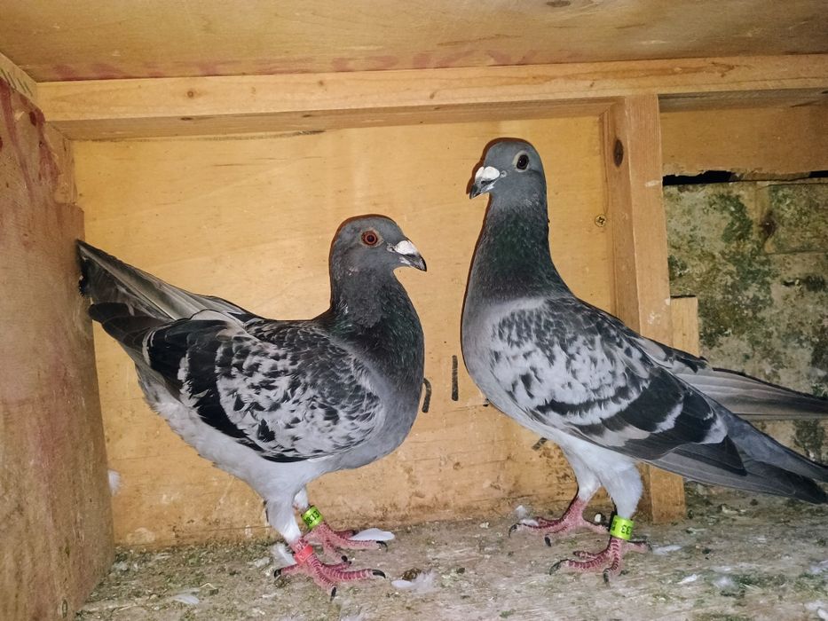Porumbei vând,,,