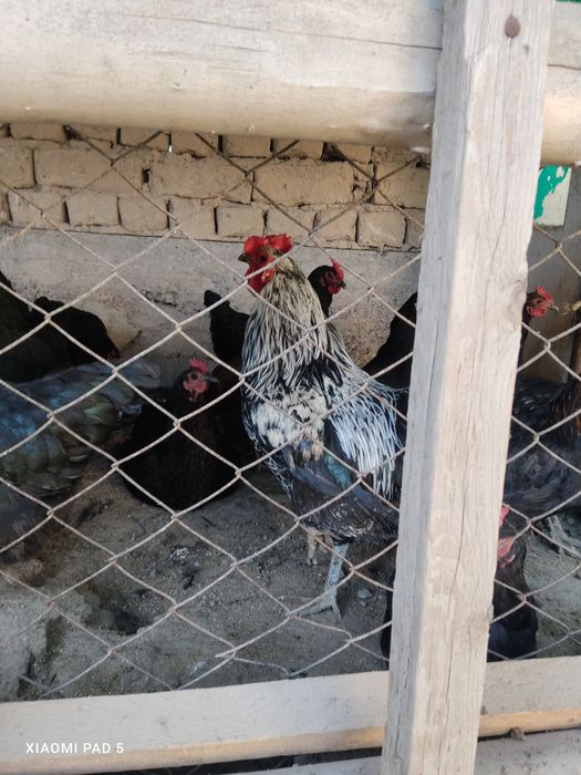 Xoroz sotiladi udaridan