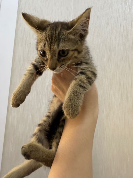 Отдам котенка в добрые руки