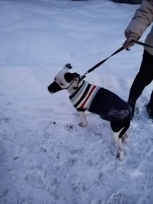 Питбуль Девочка,