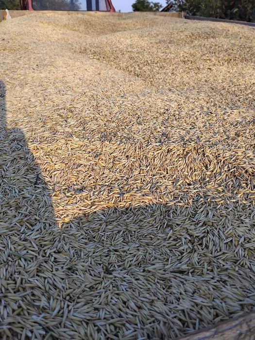 Vând ovăz prod.2025