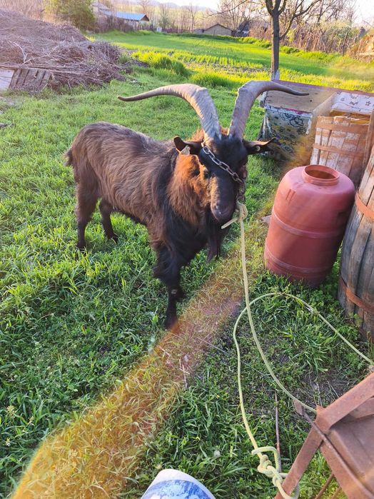 Vând familie de capre alpin francez tap capra și iada