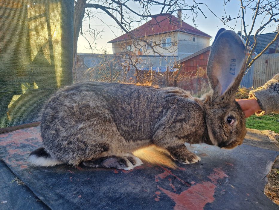 Iepuri uriasi gri german