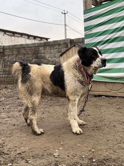 Готовый боец сатылады