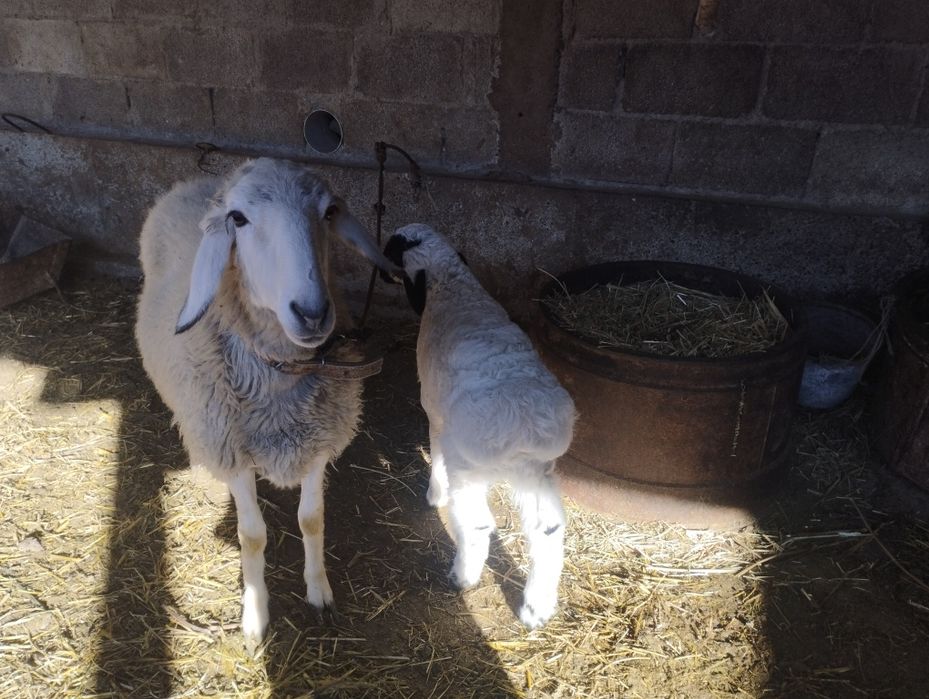 Qora quloq zotli qôylar sotiladi