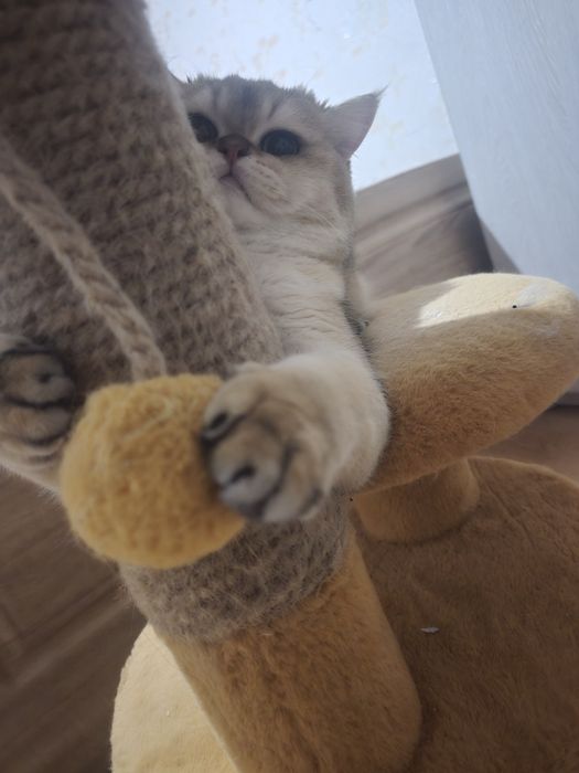 Шиншила кошка пр