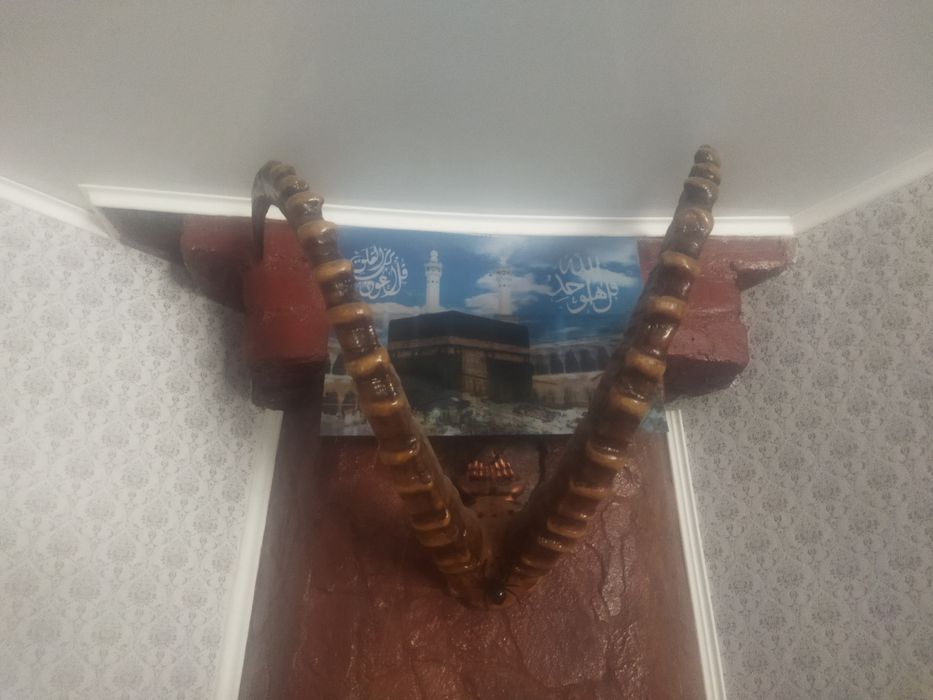 Рога горного барана Архара