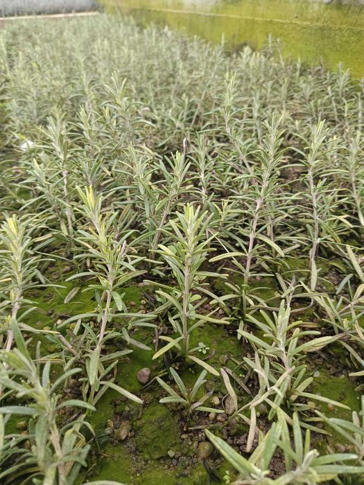 plante aromatice perene