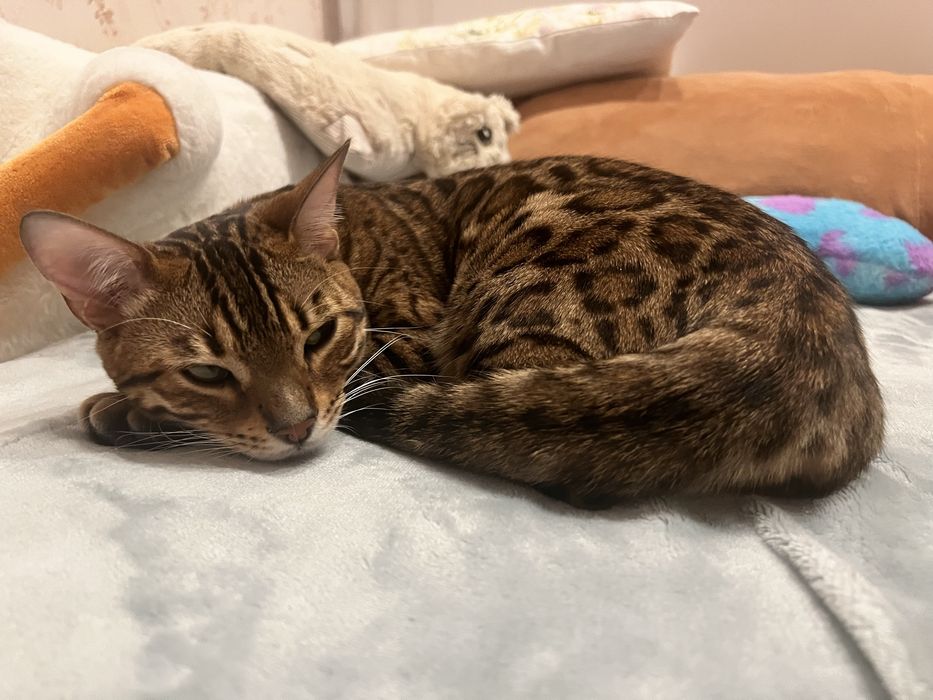 Бенгальская кошечка , 8 месяцев ,девочка