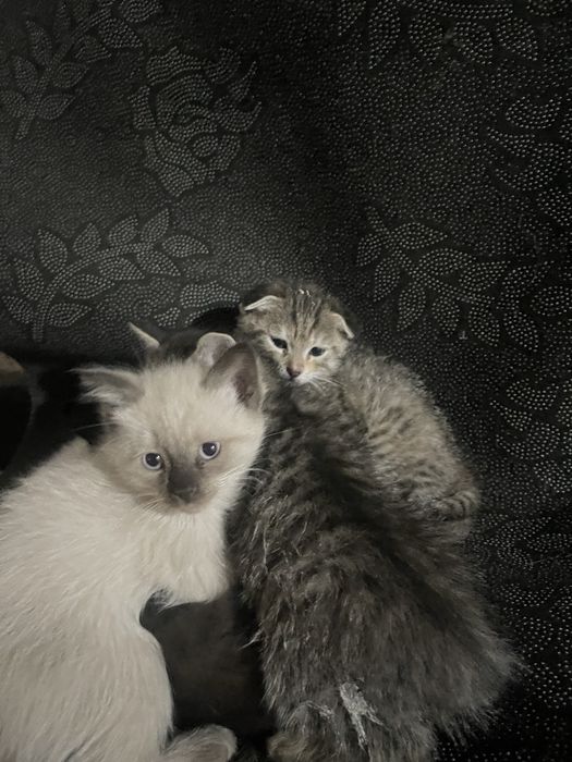 котята девочки в