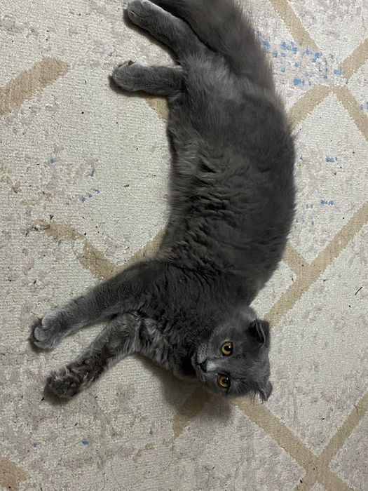 Отдам котёнка в хорошие руки