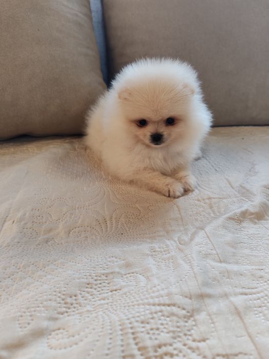 Померан мини мъжко