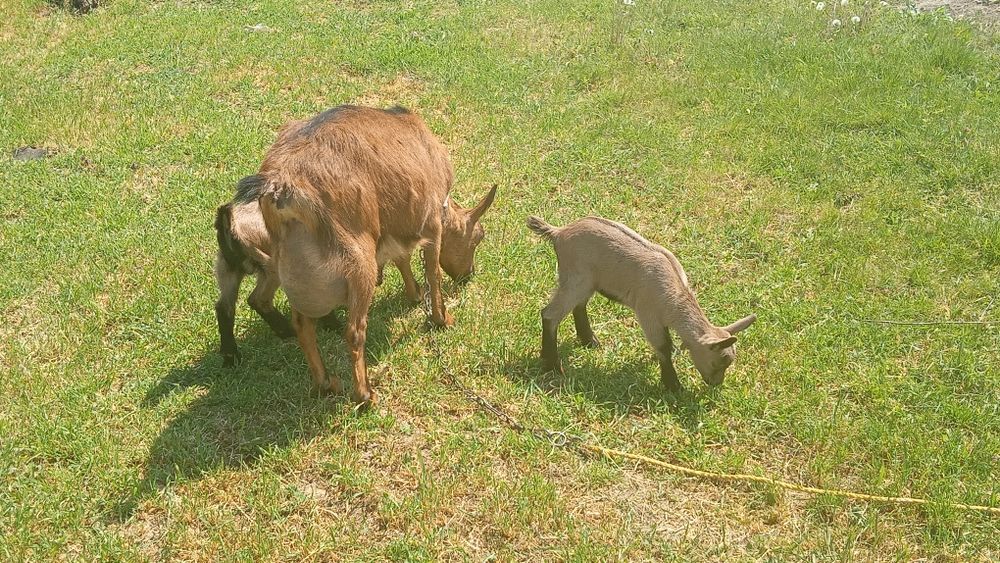 Vând 2 capre  alpine si doi iezi