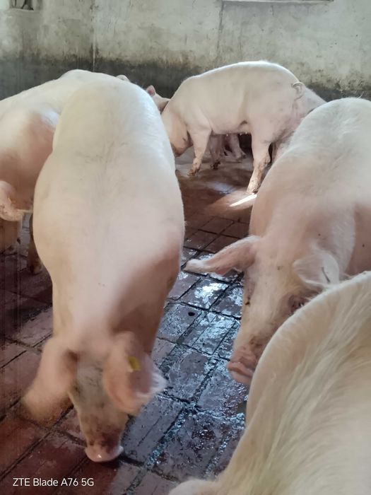 Продавам прасета