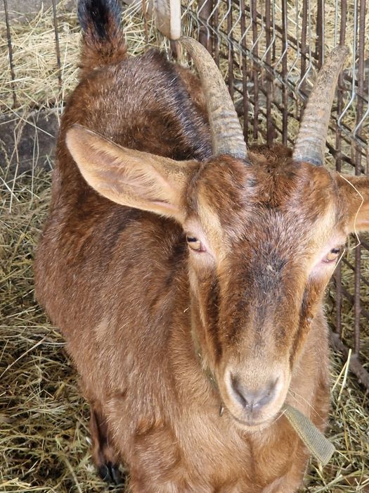 Iada Alpin Francez (pentru taiat)