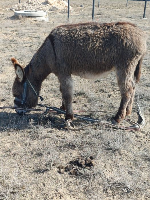 Ешек сатылады...