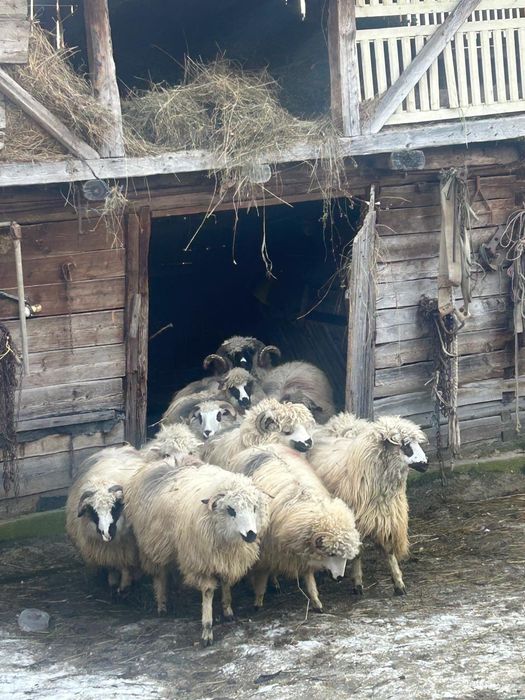 Vând oi gestante/negestante