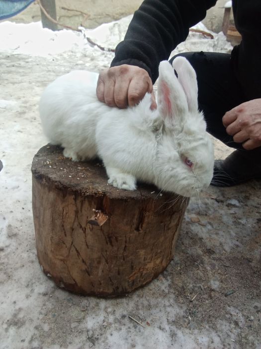 Кролики мальчик и девочка