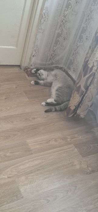 Отдам котика в хорошие руки
