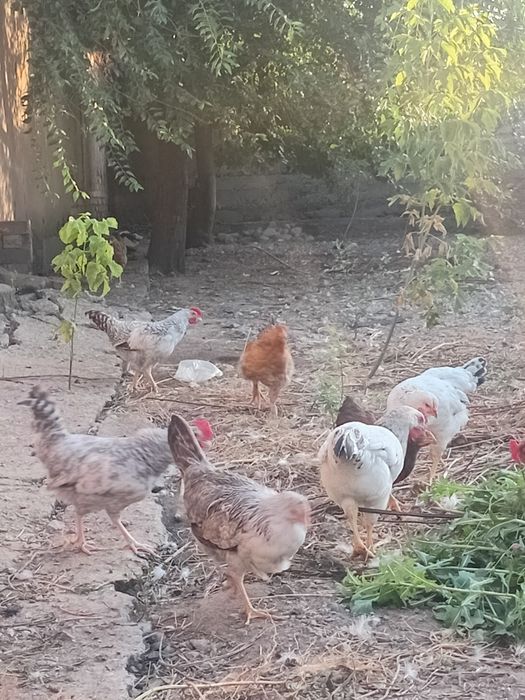Продам цыплят и курей