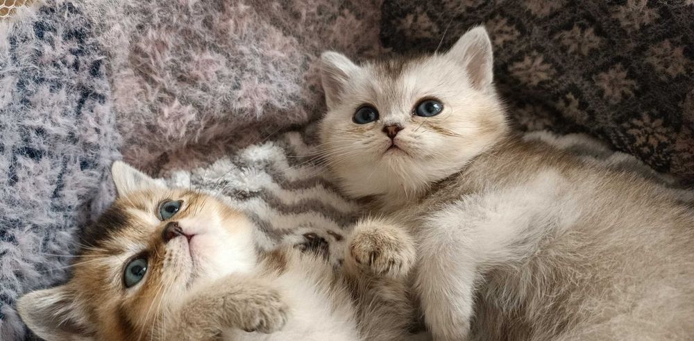 Подаются британские короткошёрстные котята