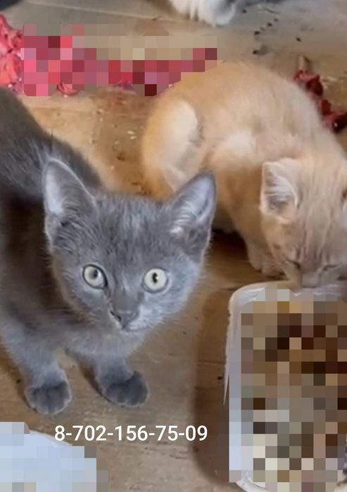 Котята очень ждут добрую семью