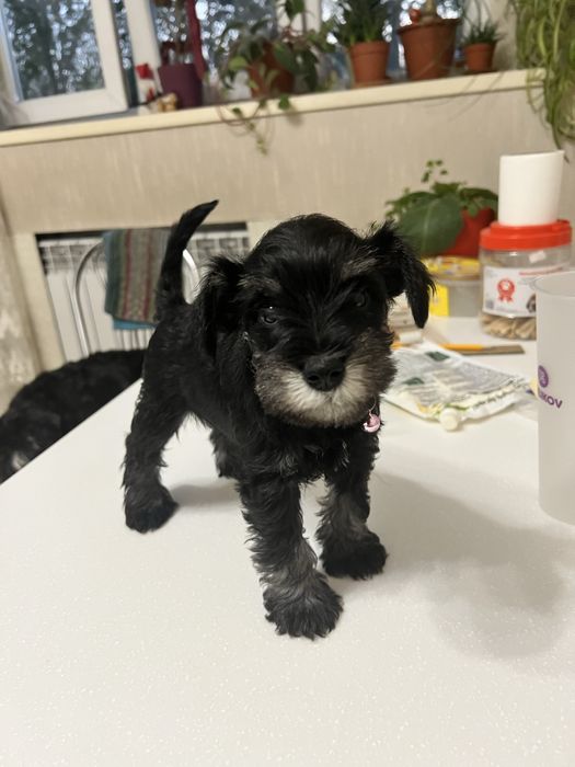 Продаётся щенок ЦВЕРГШНАУЦЕР