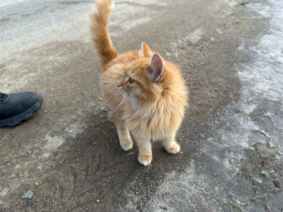 Котенок в добрые руки!