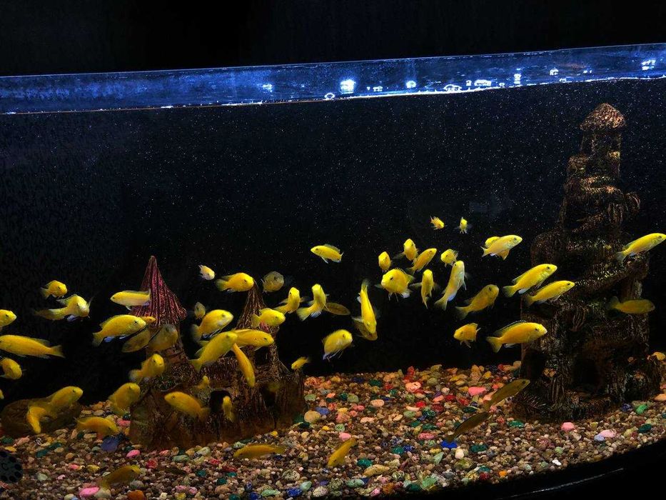 Рыбки для  аквариума