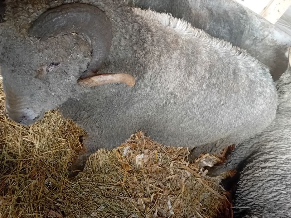 Berbecii de vânzare