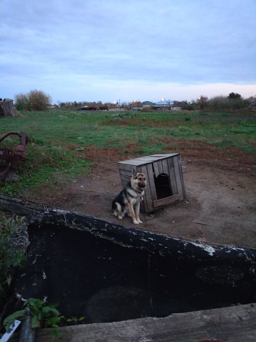 Продам щенка немецкой овчарки