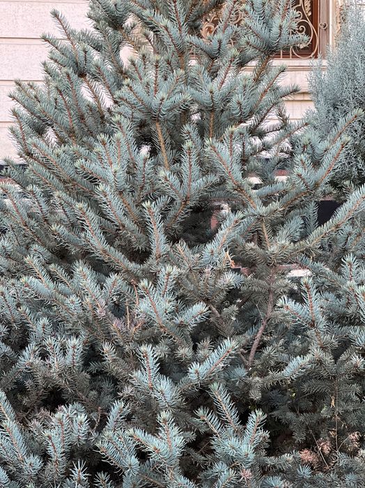 Голубая Ель 15 лет Итальянский