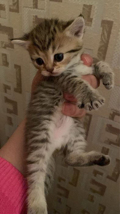 Котята британские