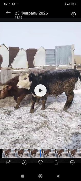 Бұқа откорм сатылады