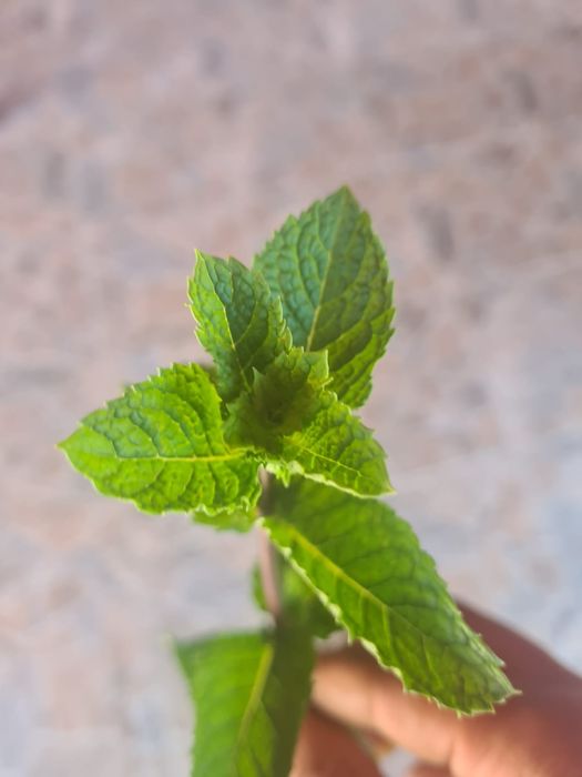 Mentă olandeză proaspătă