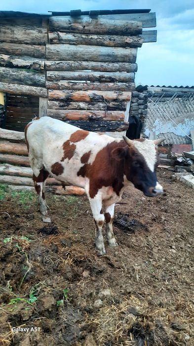 Продам бычка годовалый