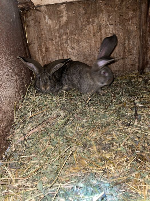 Pui urias gemran disponibil