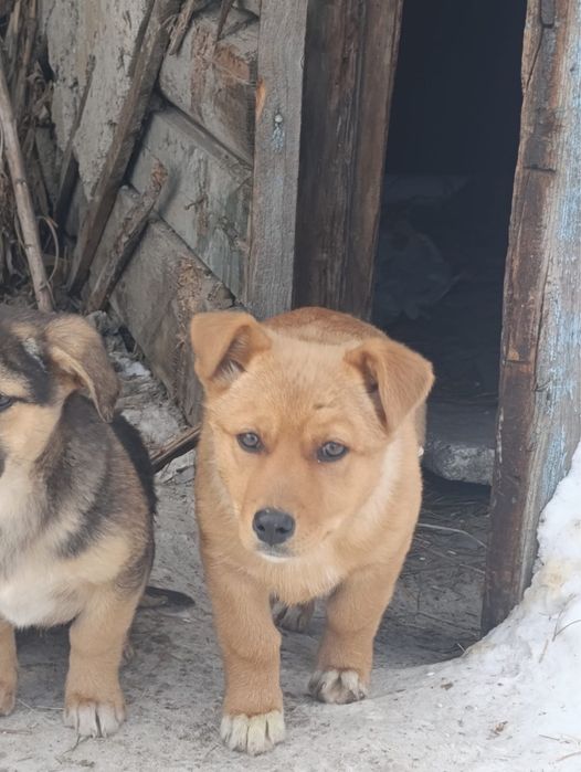 Щенки………………………….