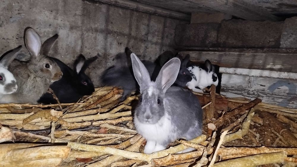 Quyonlar kichik yoshda bor.