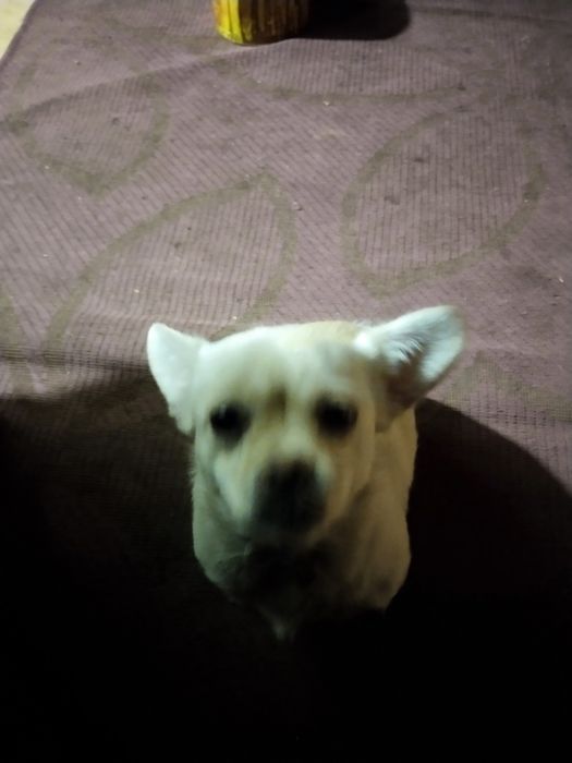 Вязка чихуахуа девочка ищет партнёра для вязки