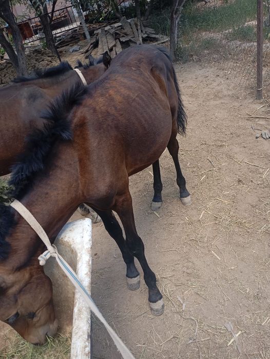 Тайлар сатылады.