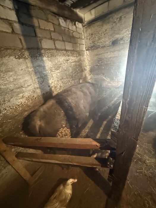 Продам бычка килограмм 150 на глаз