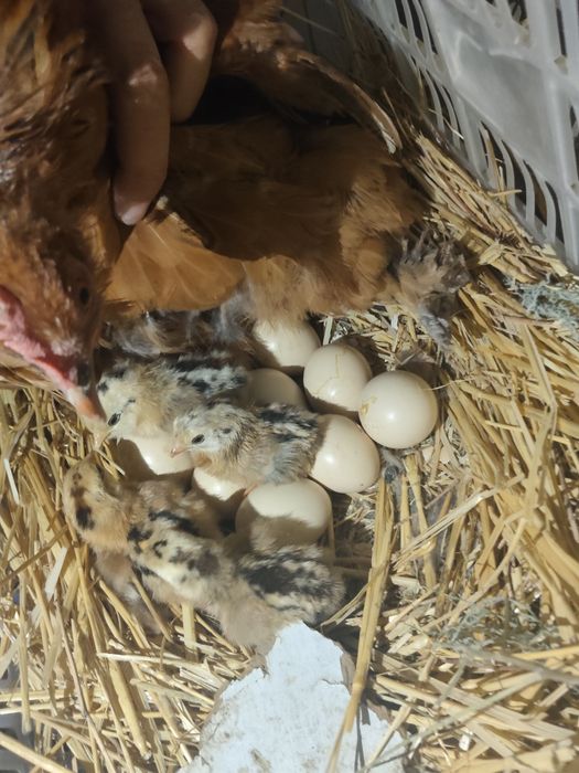 Продам и двух куриц карликовых