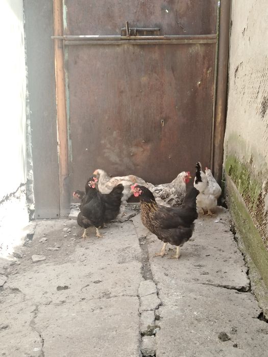 Куры продаю талгар