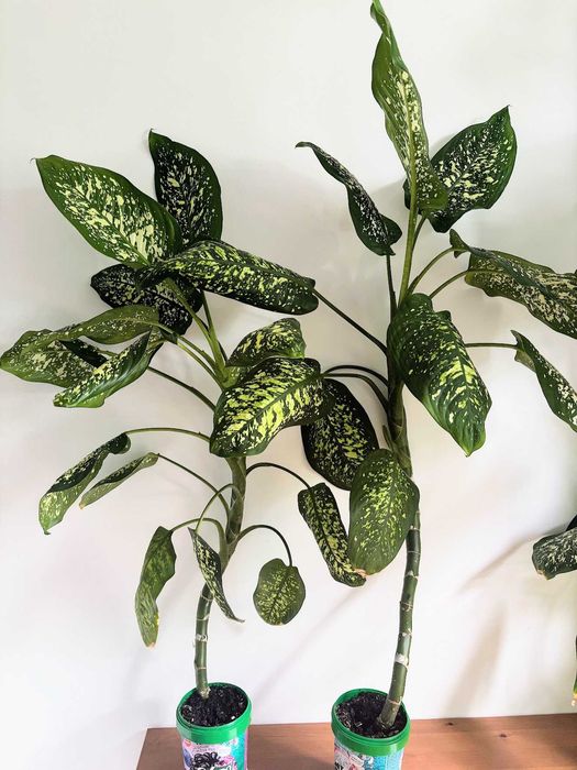 Продам диффенбахию