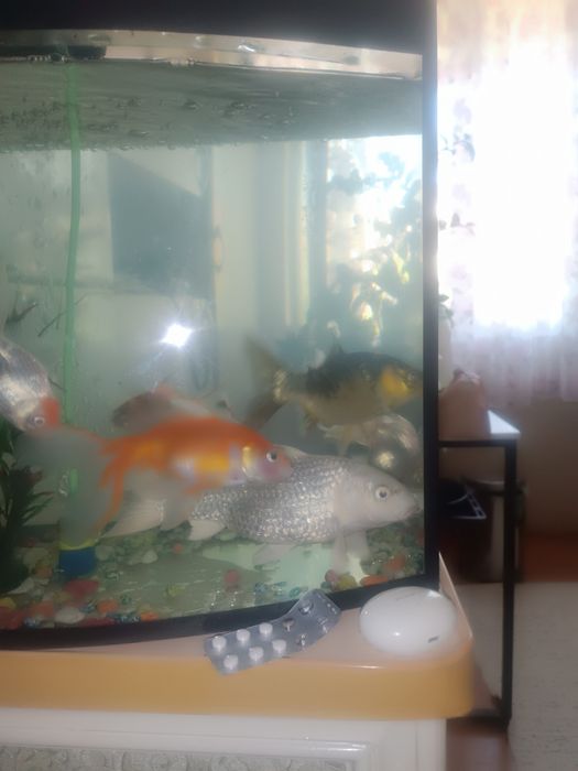 Рыбы с Аквариумом