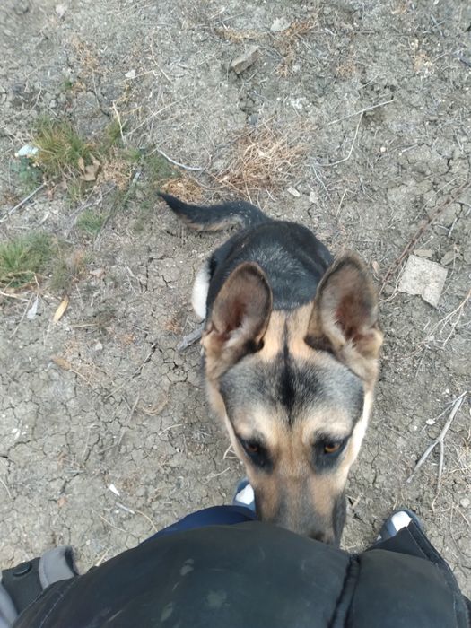 Неміс  овчаркасы