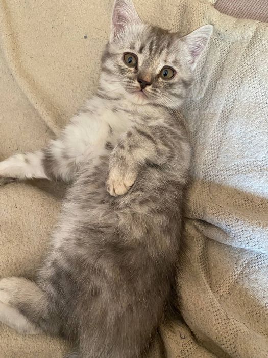 Котята шотландские вислоухие