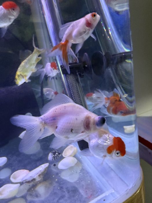 Аквариумные рыбки, аквариумы.