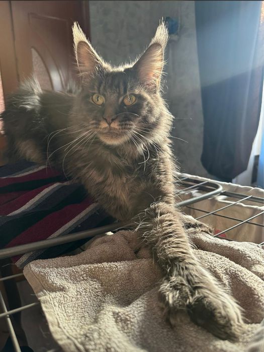 Котенок Мейнкун полидакт мальчик!